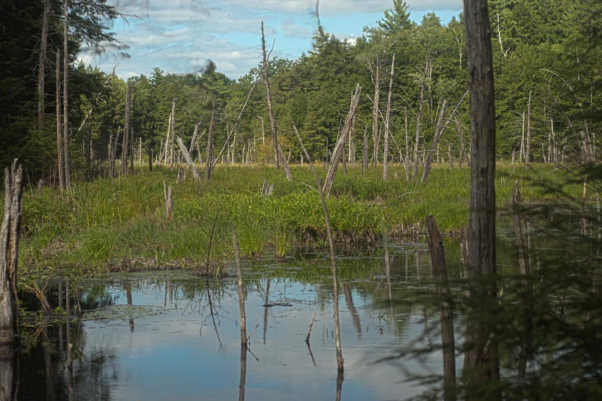 Photo by Wes Golomb wetland at Great Brook Corridor