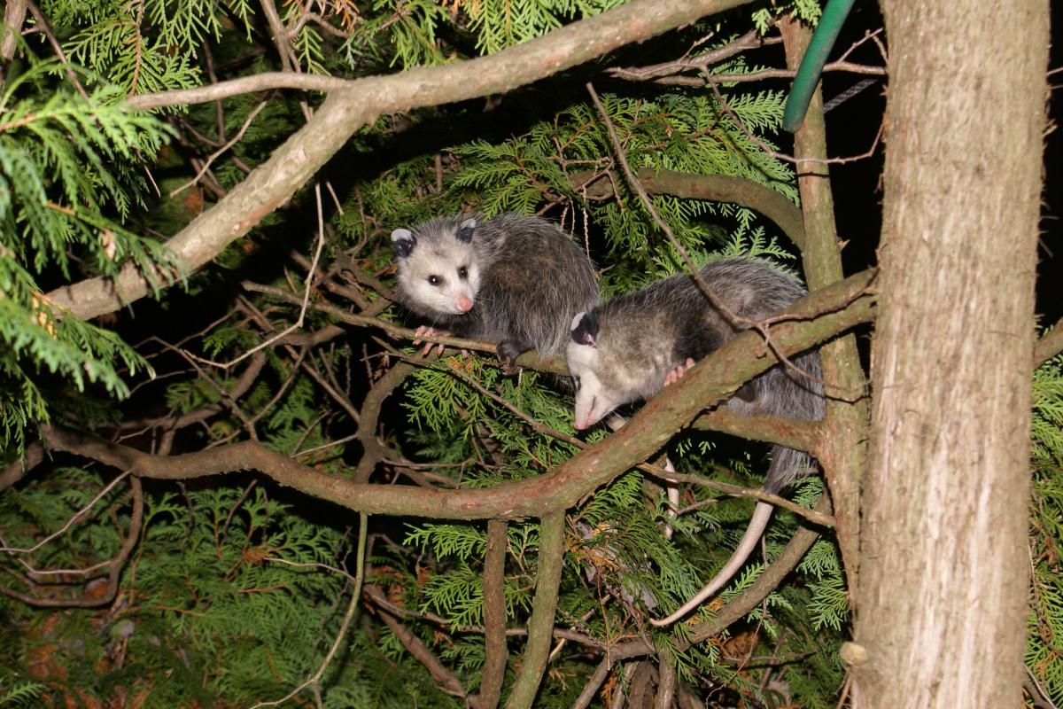 Opossum - Photo by David Linden